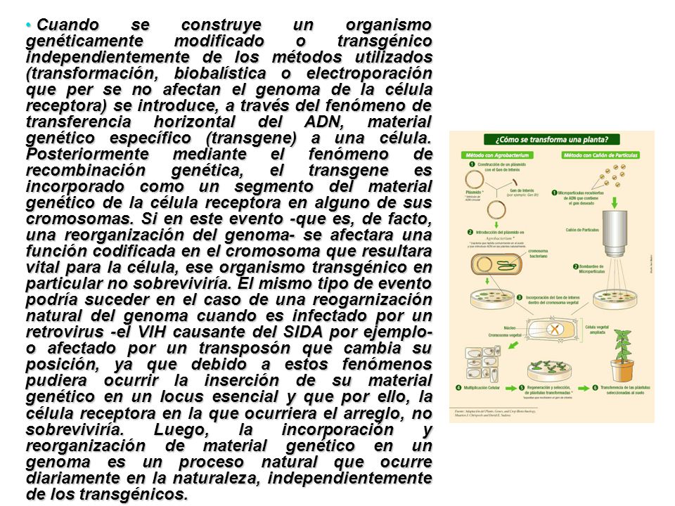 Cuando se construye un organismo genéticamente modificado o transgénico independientemente de los métodos utilizados (transformación, biobalística o electroporación que per se no afectan el genoma de la célula receptora) se introduce, a través del fenómeno de transferencia horizontal del ADN, material genético específico (transgene) a una célula.