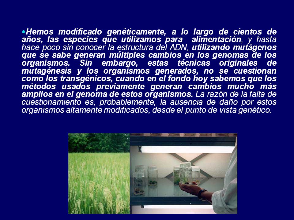 Hemos modificado genéticamente, a lo largo de cientos de años, las especies que utilizamos para alimentación, y hasta hace poco sin conocer la estructura del ADN, utilizando mutágenos que se sabe generan múltiples cambios en los genomas de los organismos.