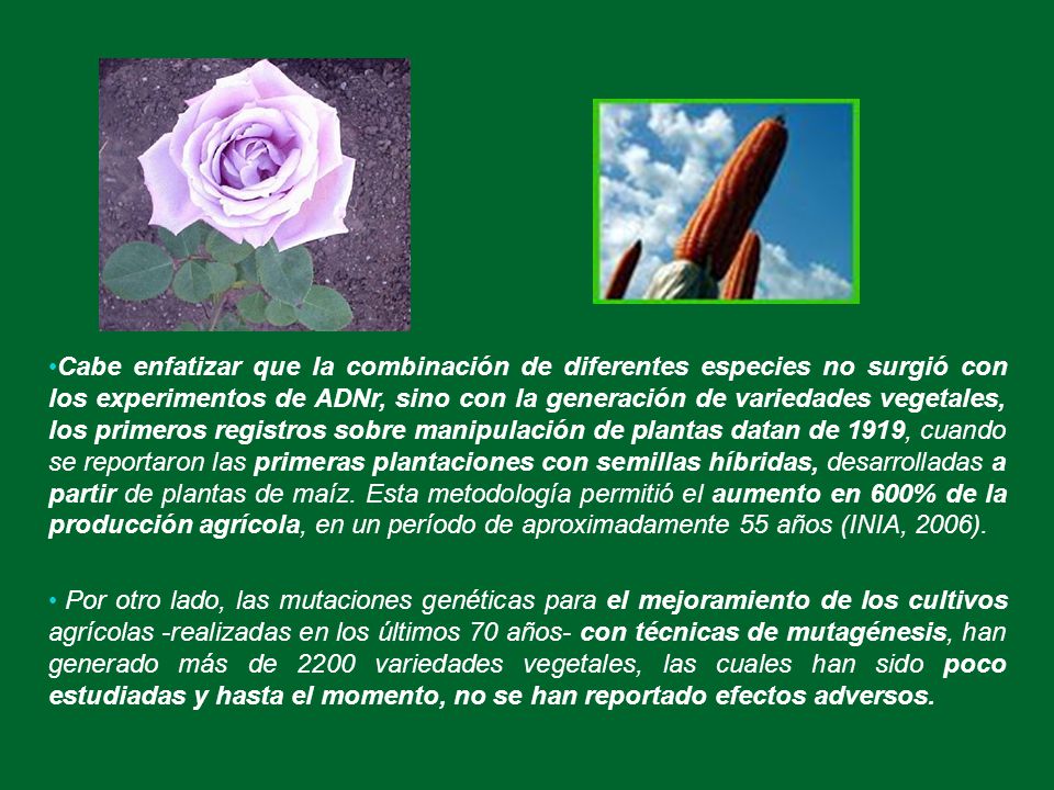 Cabe enfatizar que la combinación de diferentes especies no surgió con los experimentos de ADNr, sino con la generación de variedades vegetales, los primeros registros sobre manipulación de plantas datan de 1919, cuando se reportaron las primeras plantaciones con semillas híbridas, desarrolladas a partir de plantas de maíz. Esta metodología permitió el aumento en 600% de la producción agrícola, en un período de aproximadamente 55 años (INIA, 2006).