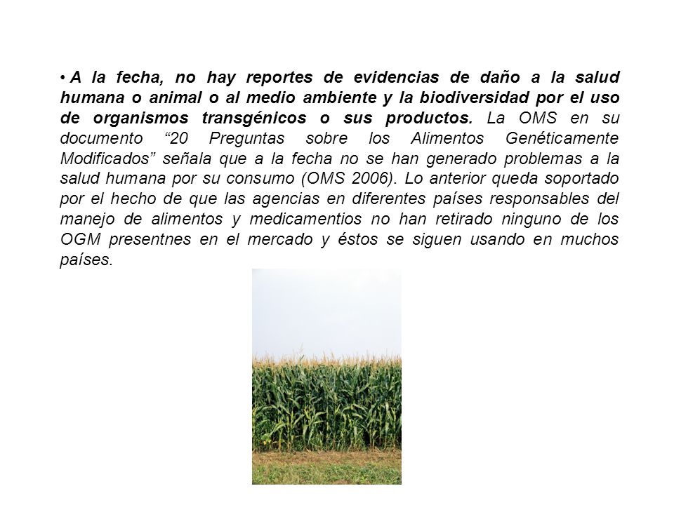 A la fecha, no hay reportes de evidencias de daño a la salud humana o animal o al medio ambiente y la biodiversidad por el uso de organismos transgénicos o sus productos.