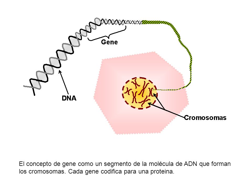 El concepto de gene como un segmento de la molécula de ADN que forman los cromosomas.