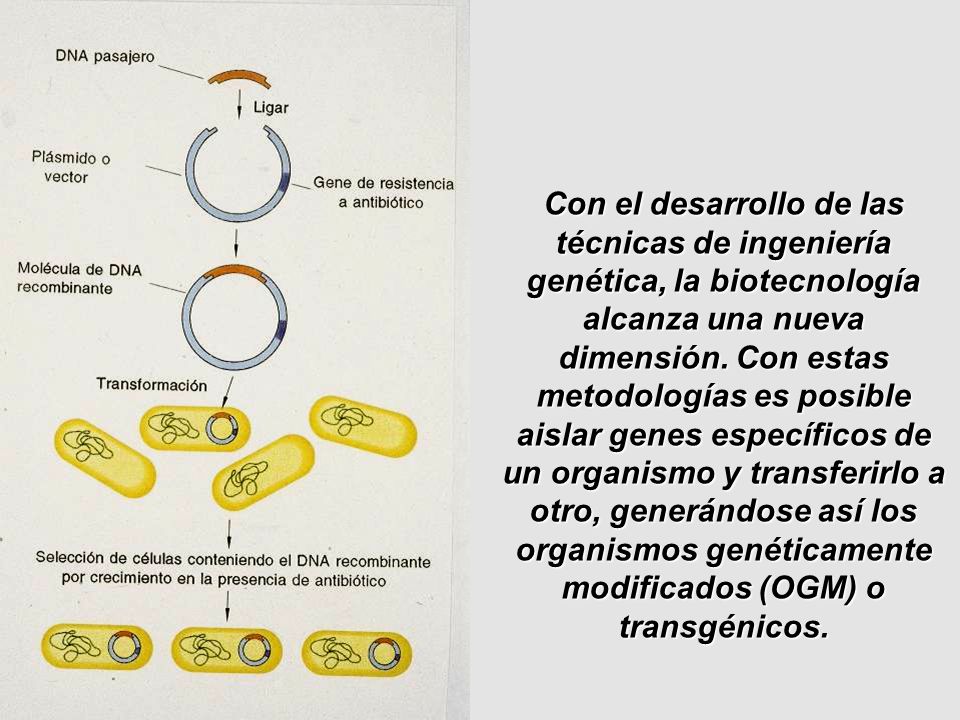 Con el desarrollo de las técnicas de ingeniería genética, la biotecnología alcanza una nueva dimensión.