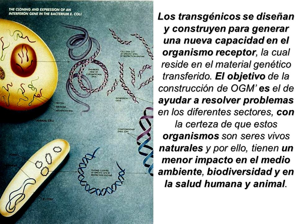 Los transgénicos se diseñan y construyen para generar una nueva capacidad en el organismo receptor, la cual reside en el material genético transferido.