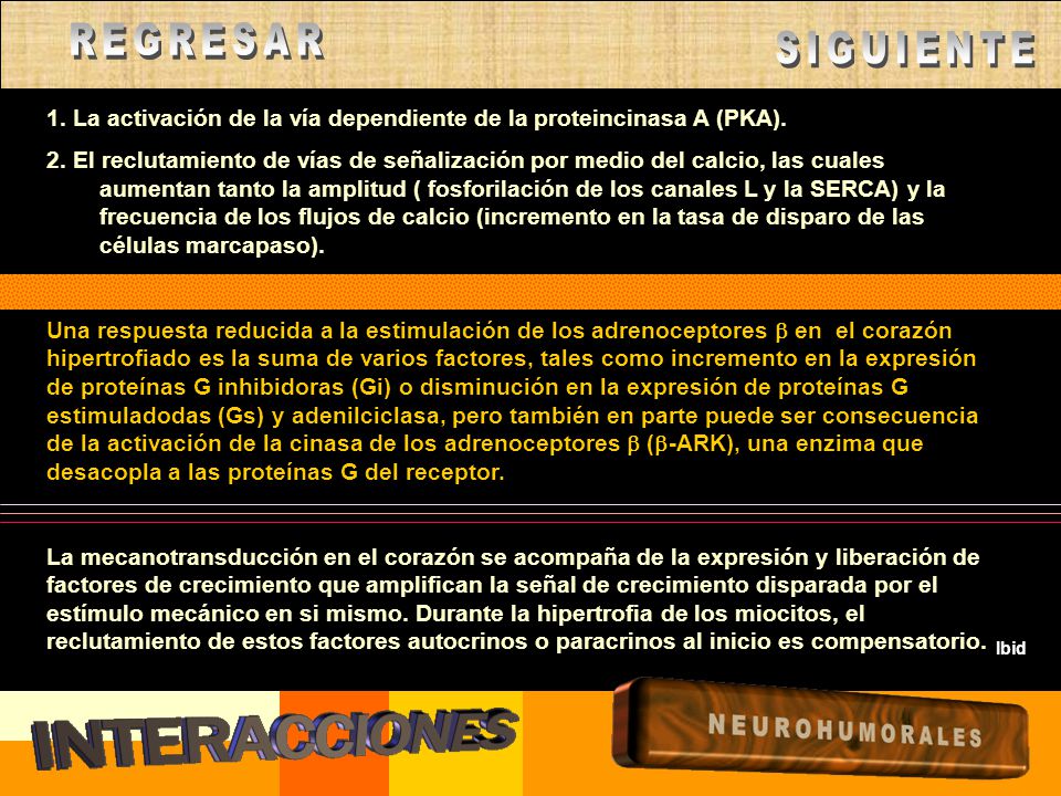 REGRESAR SIGUIENTE. 1. La activación de la vía dependiente de la proteincinasa A (PKA).