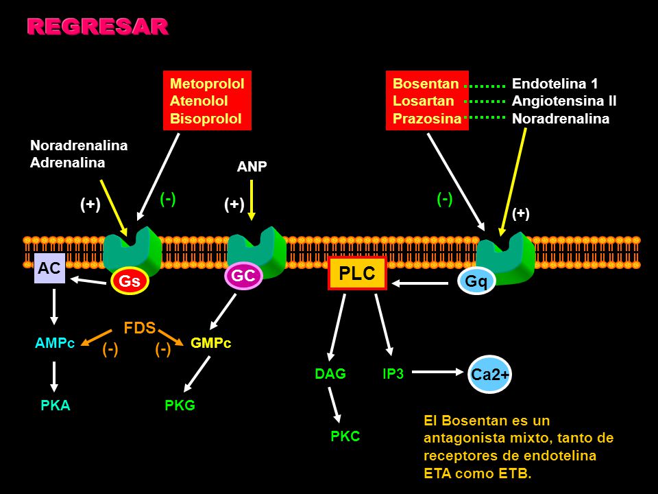 REGRESAR PLC (-) (-) (+) (+) AC GC Gs Gq FDS (-) (-) Ca2+