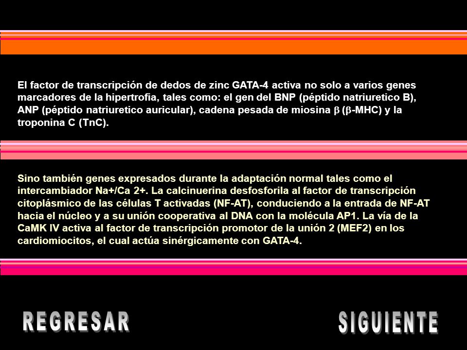 El factor de transcripción de dedos de zinc GATA-4 activa no solo a varios genes marcadores de la hipertrofia, tales como: el gen del BNP (péptido natriuretico B), ANP (péptido natriuretico auricular), cadena pesada de miosina  (-MHC) y la troponina C (TnC).