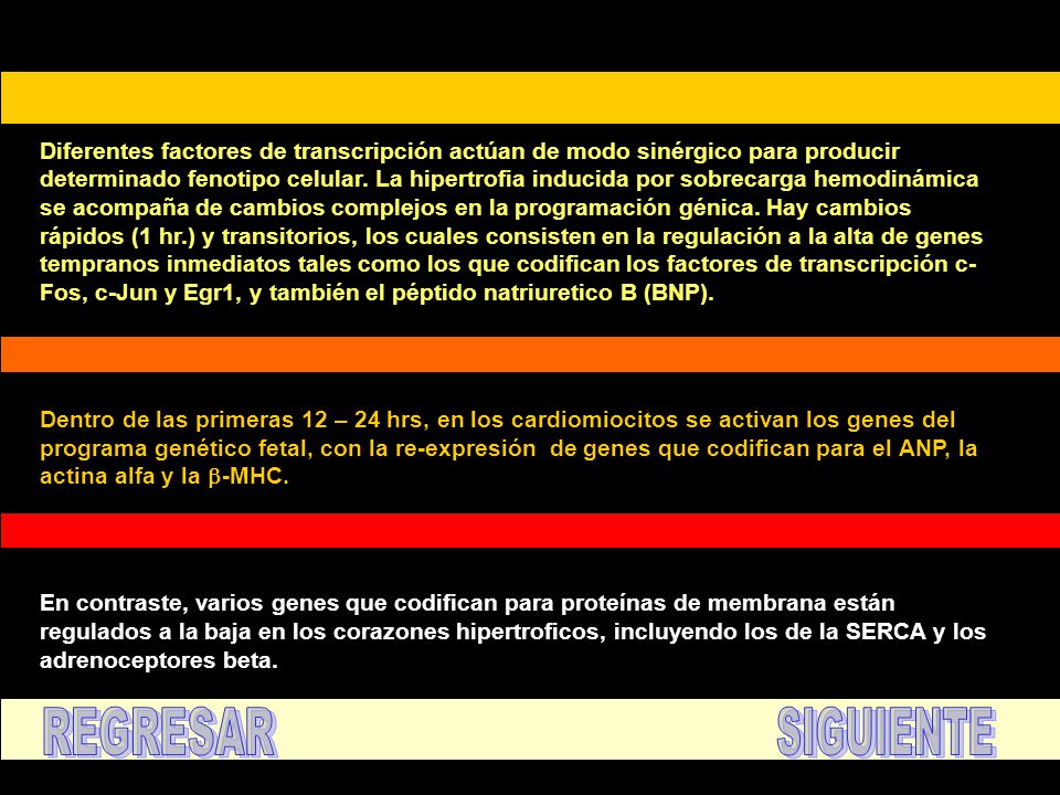 Diferentes factores de transcripción actúan de modo sinérgico para producir determinado fenotipo celular. La hipertrofia inducida por sobrecarga hemodinámica se acompaña de cambios complejos en la programación génica. Hay cambios rápidos (1 hr.) y transitorios, los cuales consisten en la regulación a la alta de genes tempranos inmediatos tales como los que codifican los factores de transcripción c-Fos, c-Jun y Egr1, y también el péptido natriuretico B (BNP).