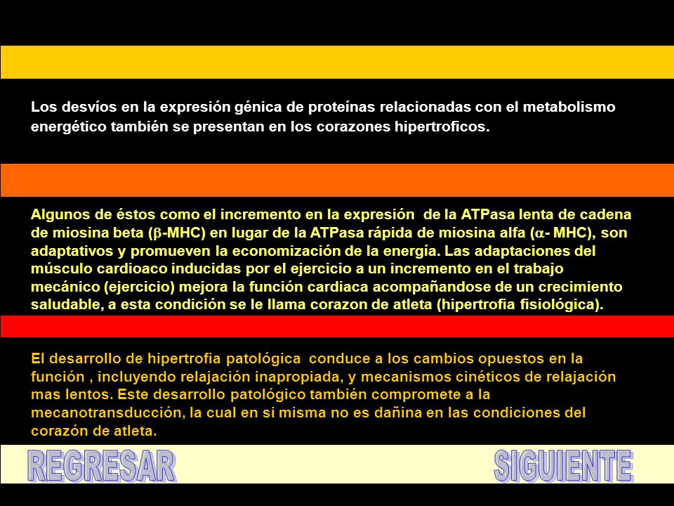 Los desvíos en la expresión génica de proteínas relacionadas con el metabolismo energético también se presentan en los corazones hipertroficos.