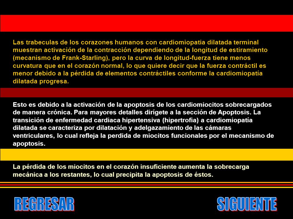 Las trabeculas de los corazones humanos con cardiomiopatia dilatada terminal muestran activación de la contracción dependiendo de la longitud de estiramiento (mecanismo de Frank-Starling), pero la curva de longitud-fuerza tiene menos curvatura que en el corazón normal, lo que quiere decir que la fuerza contráctil es menor debido a la pérdida de elementos contráctiles conforme la cardiomiopatía dilatada progresa.