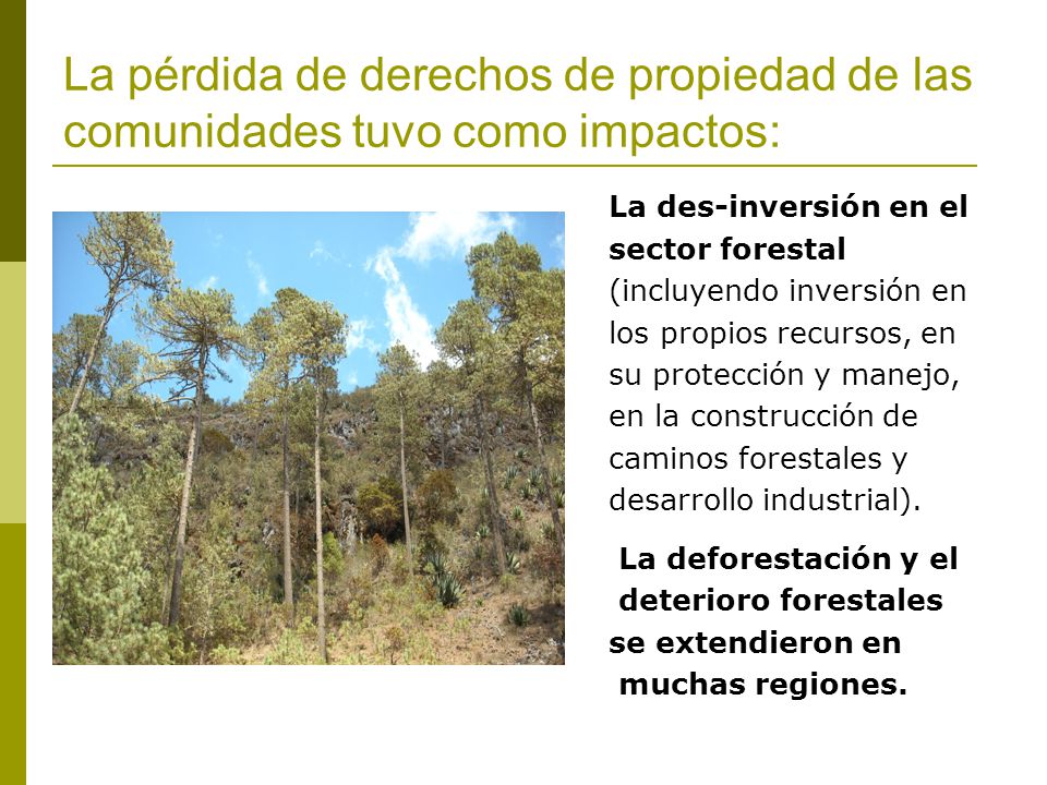 La pérdida de derechos de propiedad de las comunidades tuvo como impactos: