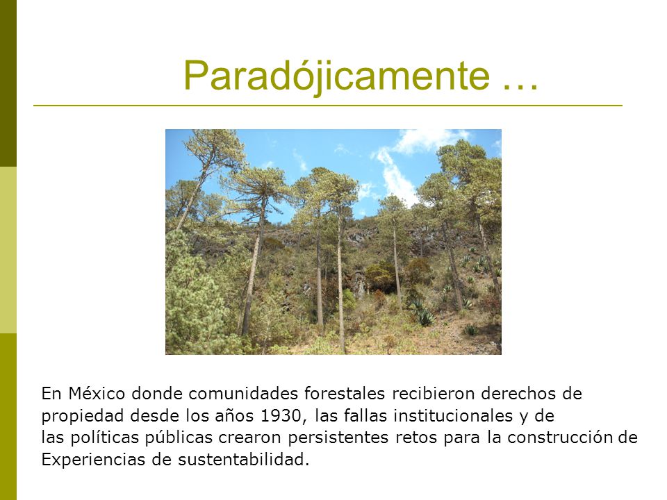Paradójicamente … En México donde comunidades forestales recibieron derechos de. propiedad desde los años 1930, las fallas institucionales y de.