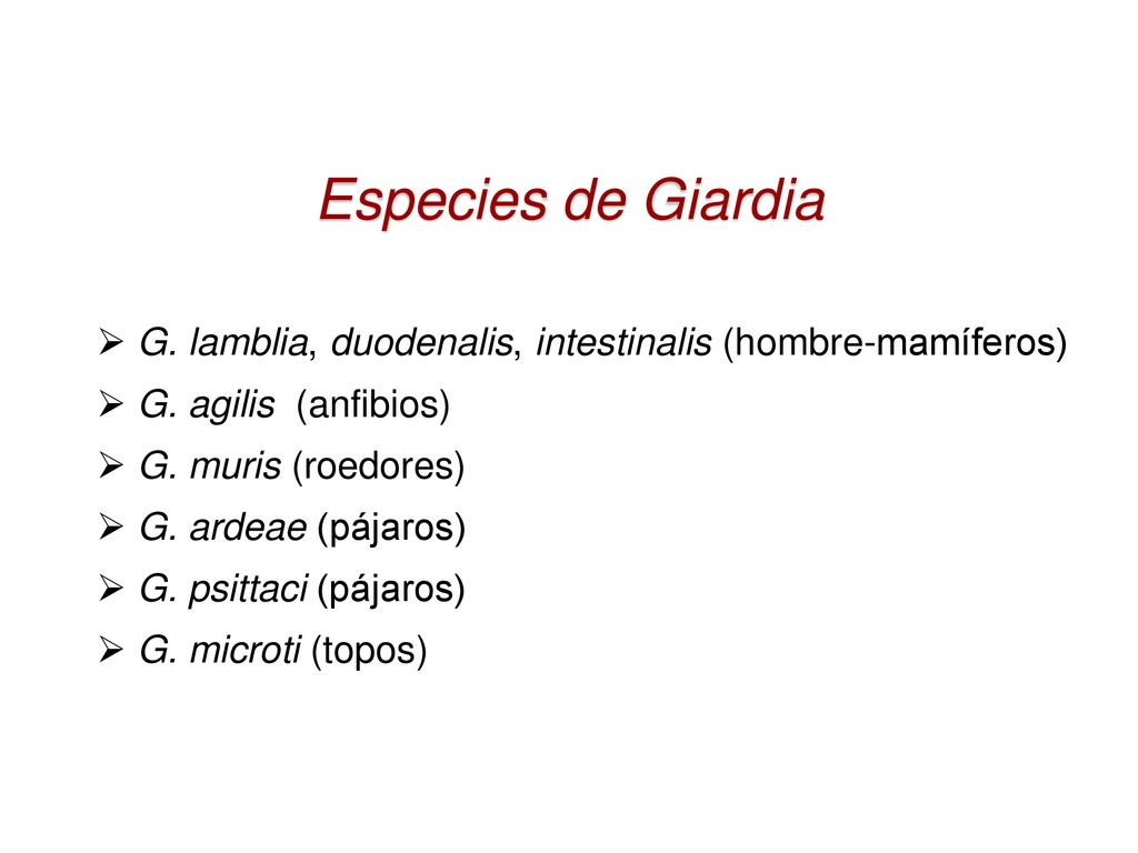 Especies de Giardia G. lamblia, duodenalis, intestinalis (hombre-mamíferos) G. agilis (anfibios) G. muris (roedores)