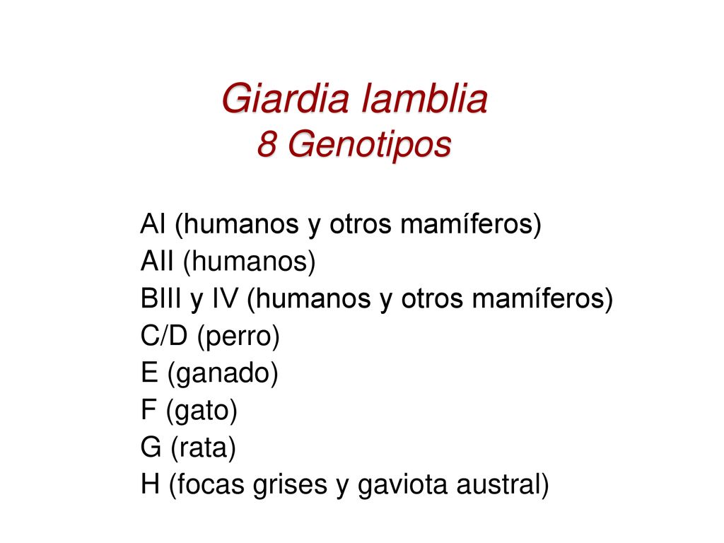 Giardia lamblia 8 Genotipos AI (humanos y otros mamíferos)