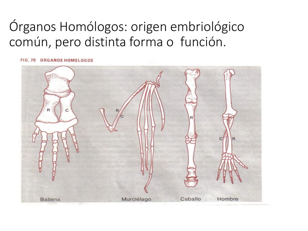 Órganos Homólogos: origen embriológico común, pero distinta forma o función.