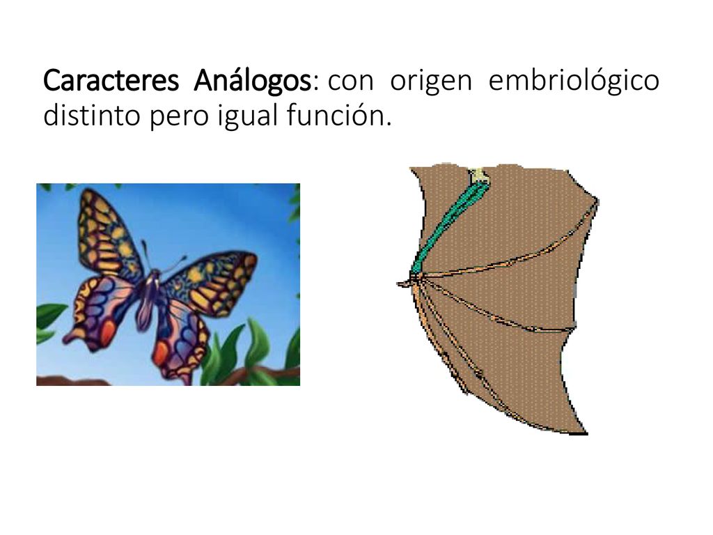 Caracteres Análogos: con origen embriológico distinto pero igual función.