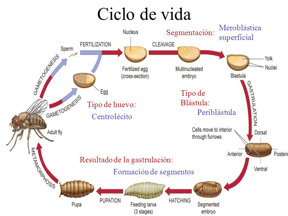 Ciclo de vida Meroblástica superficial Segmentación: Tipo de Blástula:
