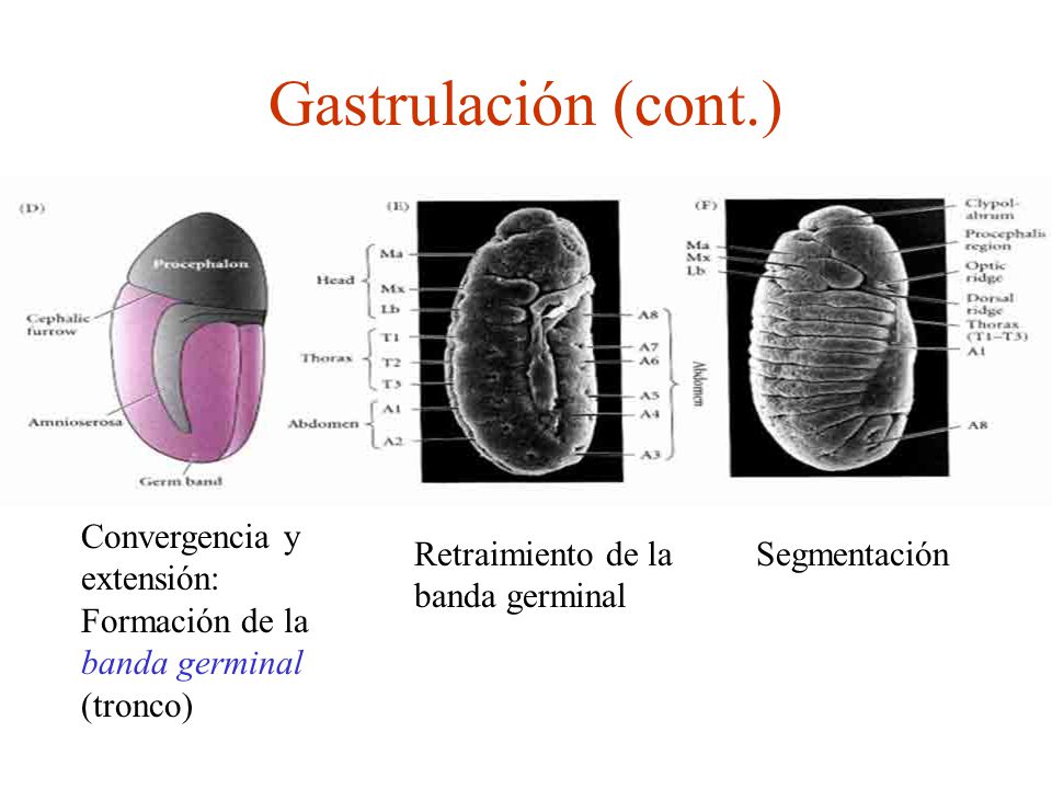 Gastrulación (cont.) Convergencia y extensión: Formación de la banda germinal (tronco) Retraimiento de la banda germinal.