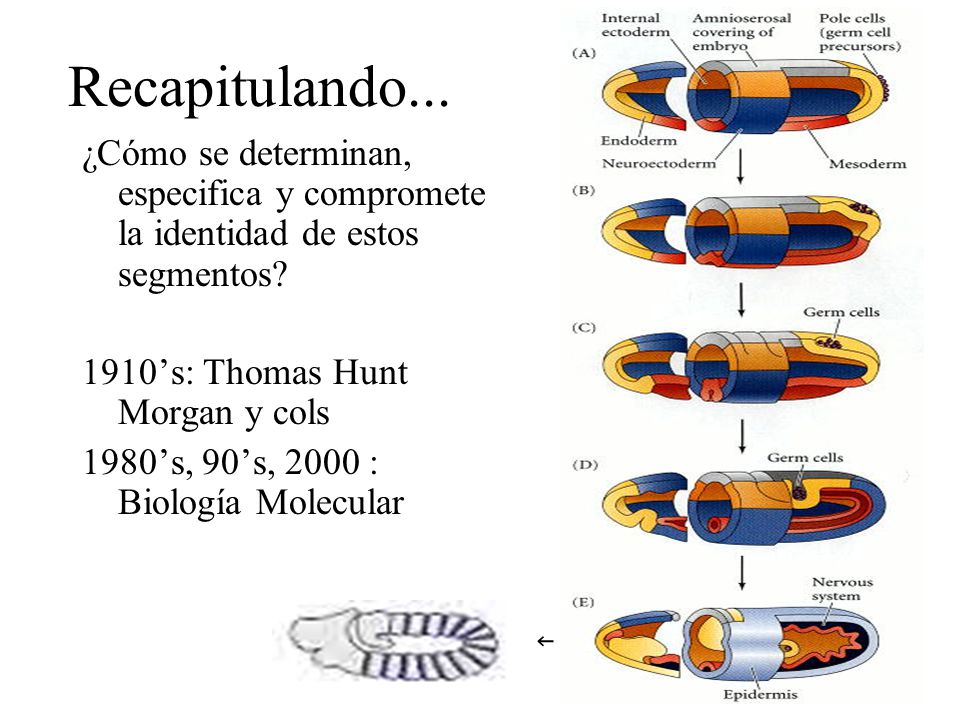 Recapitulando... ¿Cómo se determinan, especifica y compromete la identidad de estos segmentos 1910’s: Thomas Hunt Morgan y cols.