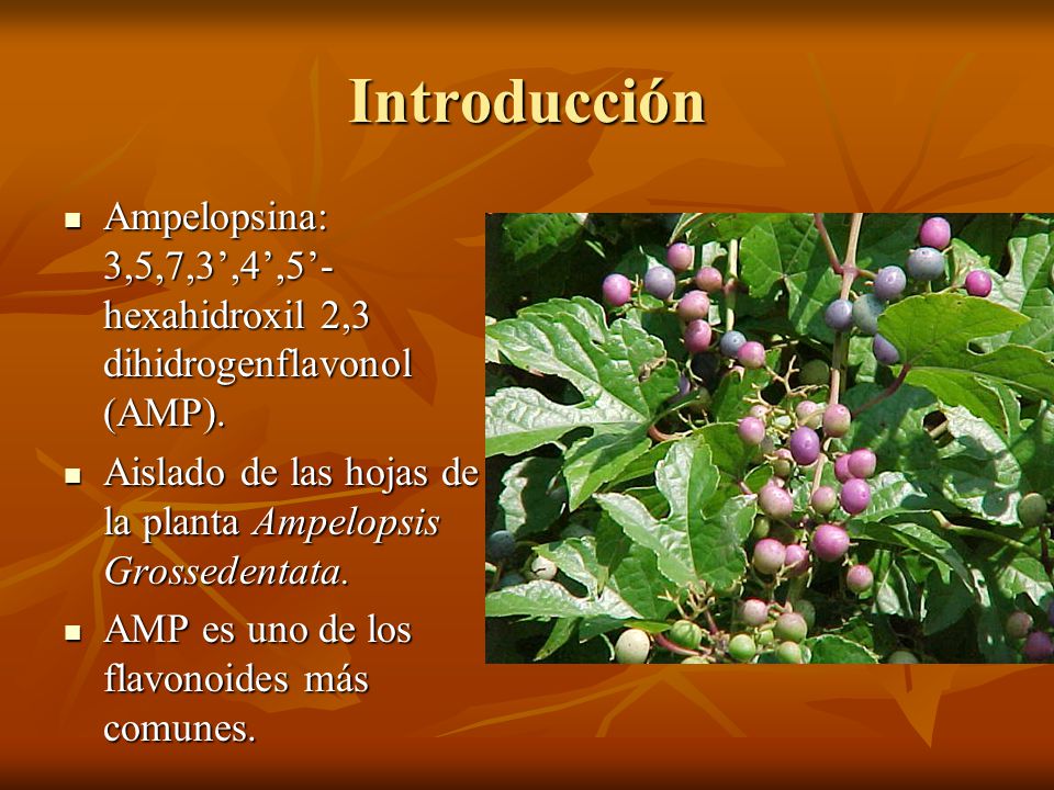 Introducción Ampelopsina: 3,5,7,3’,4’,5’-hexahidroxil 2,3 dihidrogenflavonol (AMP). Aislado de las hojas de la planta Ampelopsis Grossedentata.