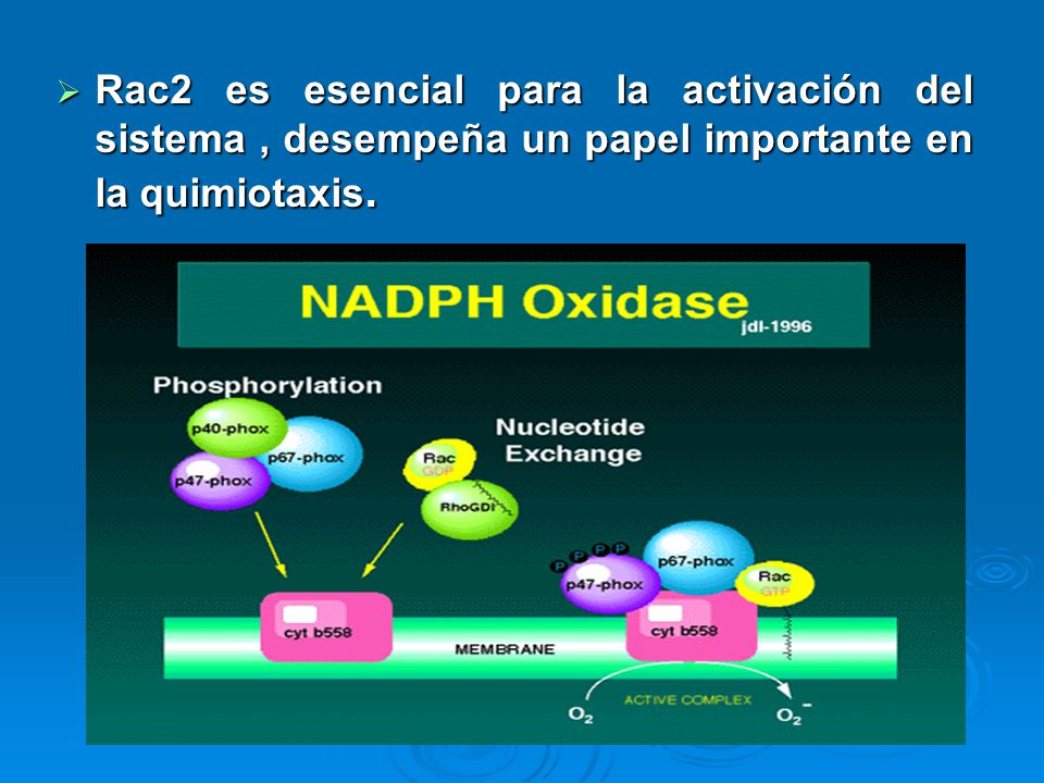 Rac2 es esencial para la activación del sistema , desempeña un papel importante en la quimiotaxis.