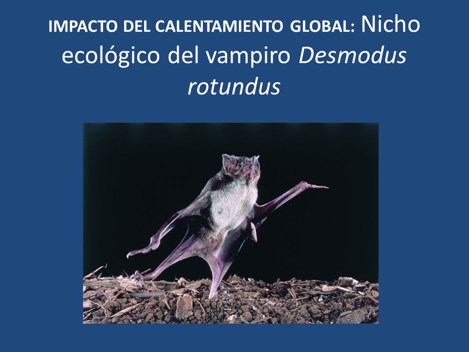 IMPACTO DEL CALENTAMIENTO GLOBAL: Nicho ecológico del vampiro Desmodus rotundus