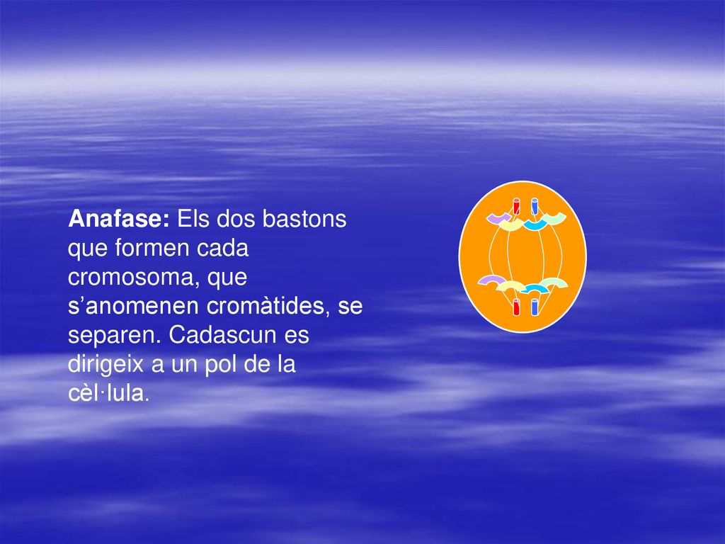 Anafase: Els dos bastons que formen cada cromosoma, que s’anomenen cromàtides, se separen.