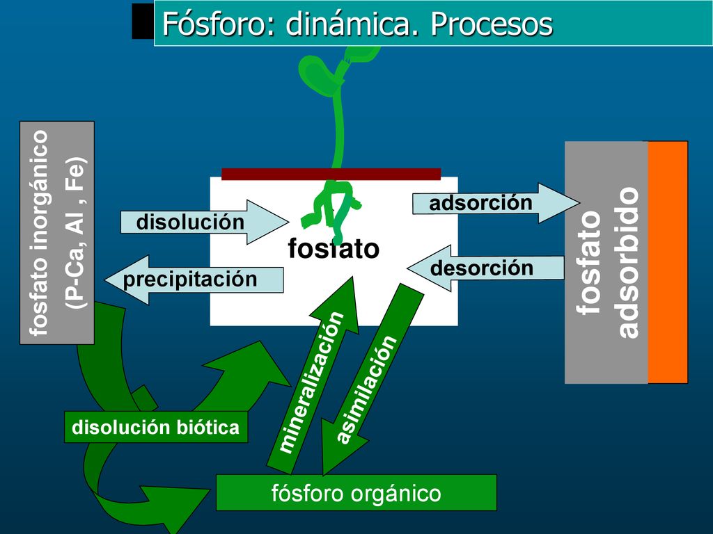 Esquema de dinámica del P fosfato inorgánico (P-Ca, Al , Fe)