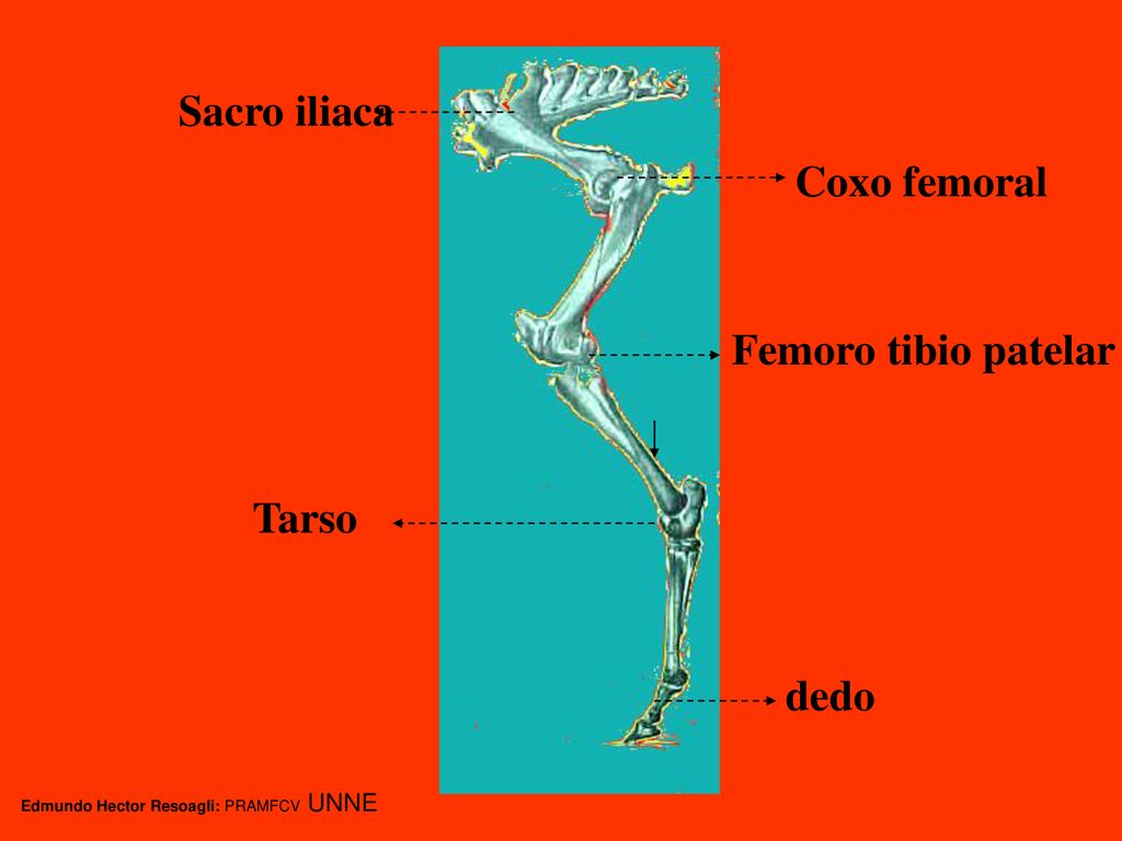 Sacro iliaca Coxo femoral Femoro tibio patelar Tarso dedo