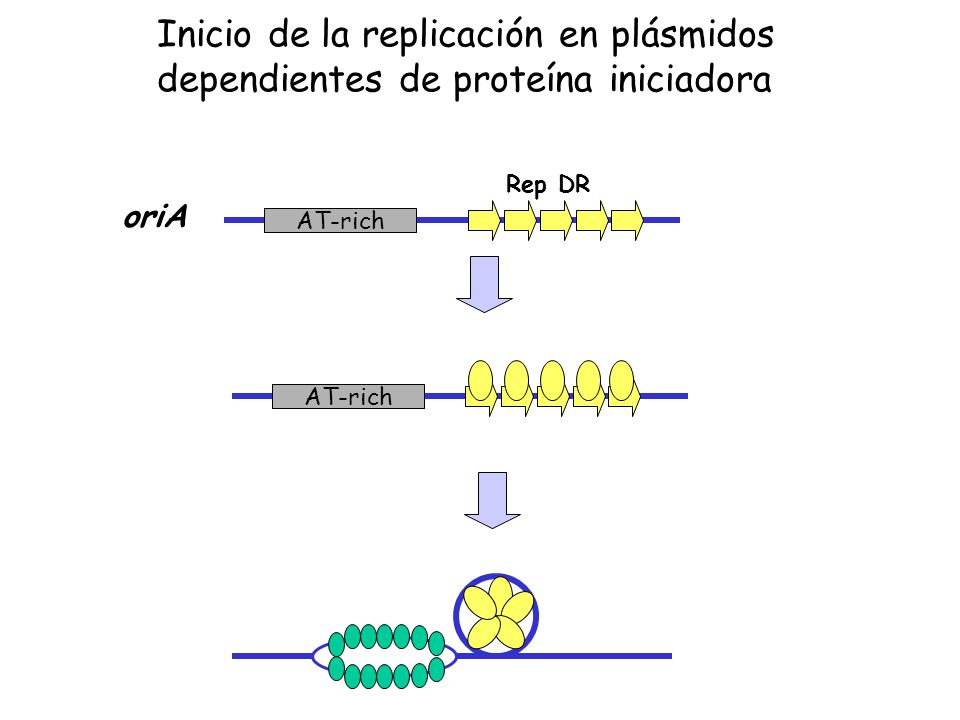 Inicio de la replicación en plásmidos dependientes de proteína iniciadora