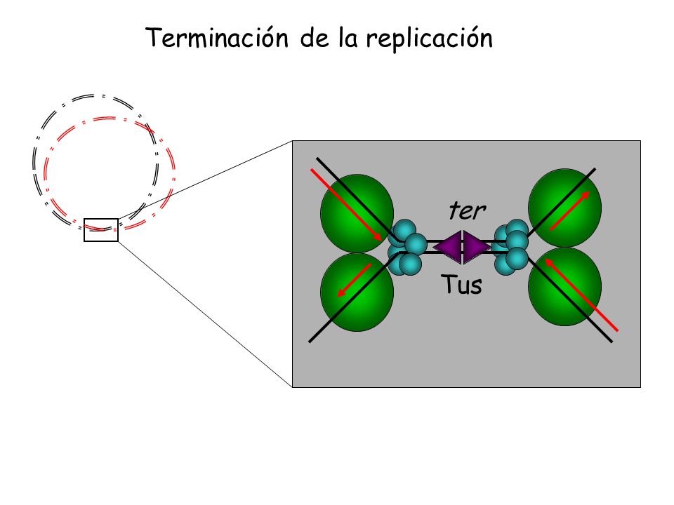 Terminación de la replicación
