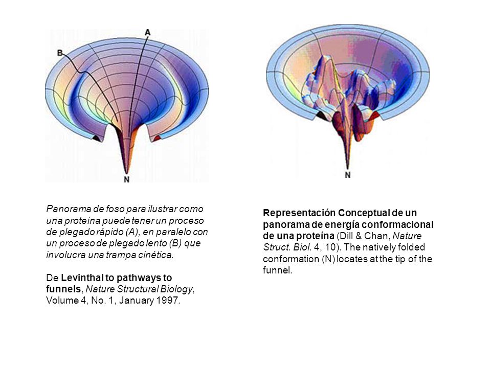 Panorama de foso para ilustrar como una proteína puede tener un proceso de plegado rápido (A), en paralelo con un proceso de plegado lento (B) que involucra una trampa cinética. De Levinthal to pathways to funnels, Nature Structural Biology, Volume 4, No. 1, January 1997.