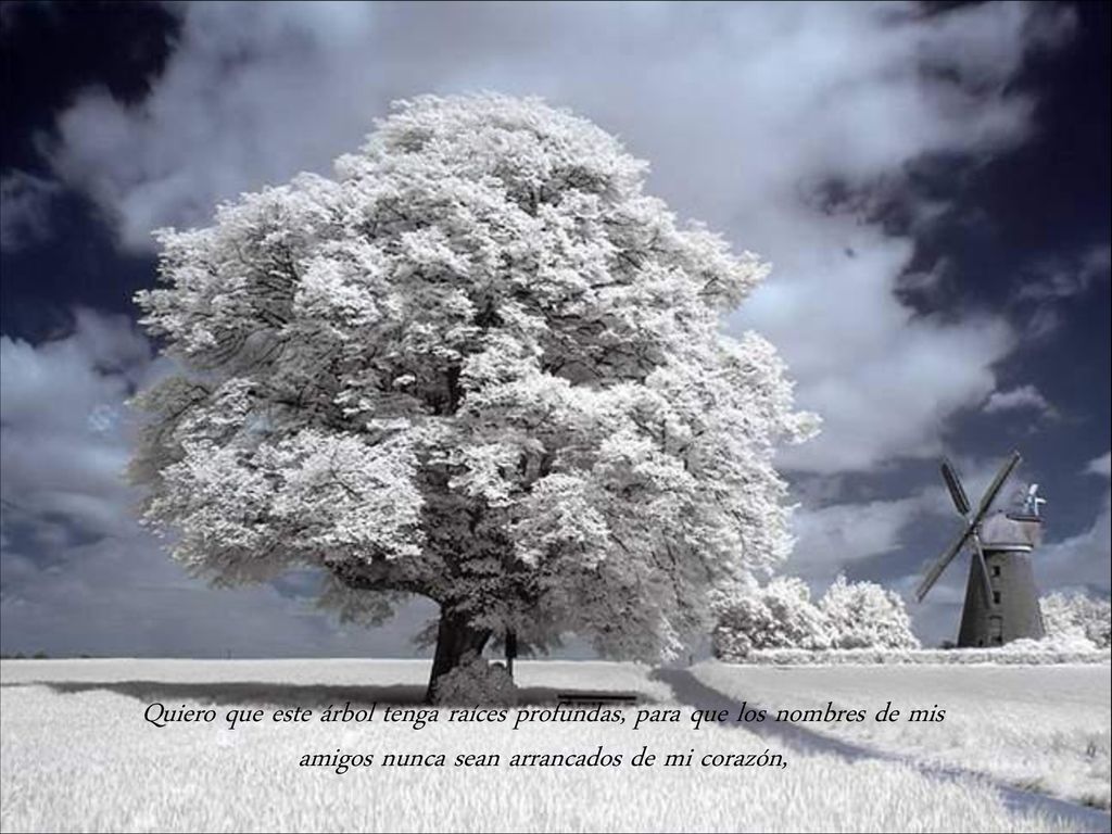 Quiero que este árbol tenga raíces profundas, para que los nombres de mis amigos nunca sean arrancados de mi corazón,