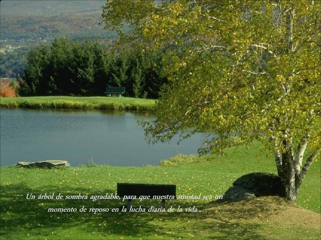 Un árbol de sombra agradable, para que nuestra amistad sea un momento de reposo en la lucha diaria de la vida..