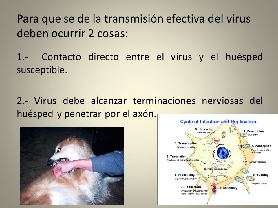Para que se de la transmisión efectiva del virus deben ocurrir 2 cosas: