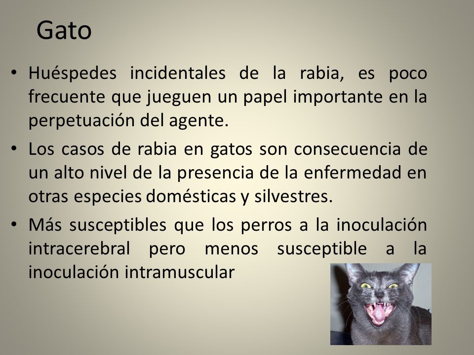 Gato Huéspedes incidentales de la rabia, es poco frecuente que jueguen un papel importante en la perpetuación del agente.