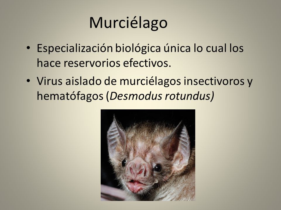 Murciélago Especialización biológica única lo cual los hace reservorios efectivos.