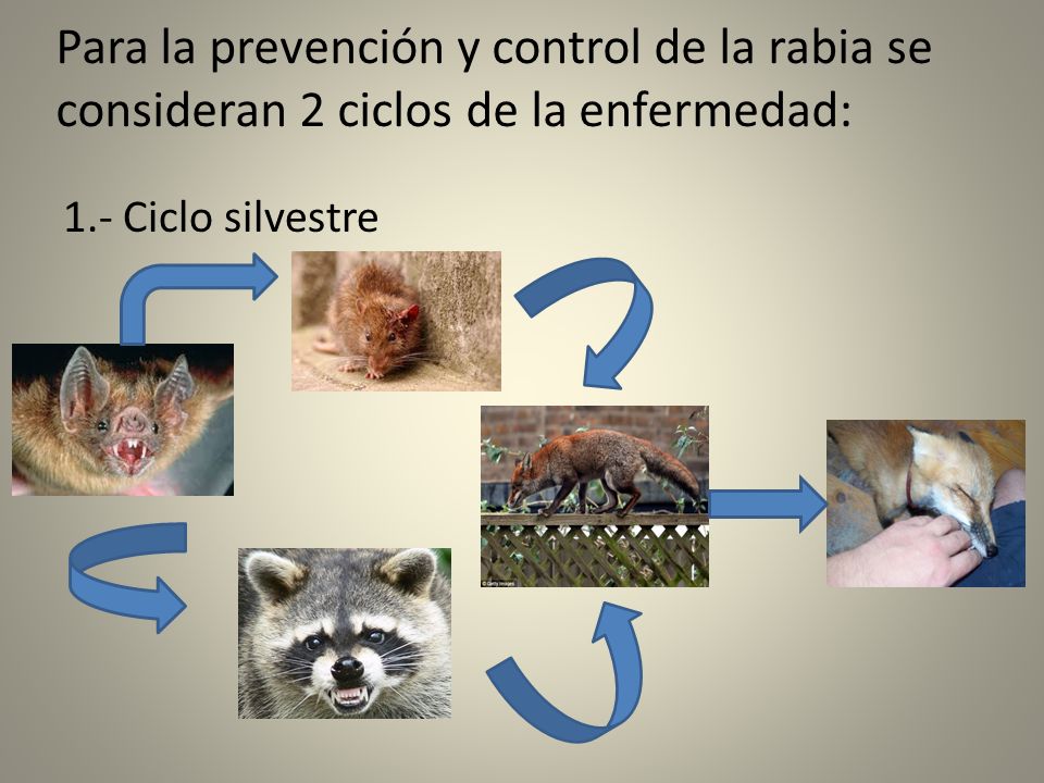 Para la prevención y control de la rabia se consideran 2 ciclos de la enfermedad: