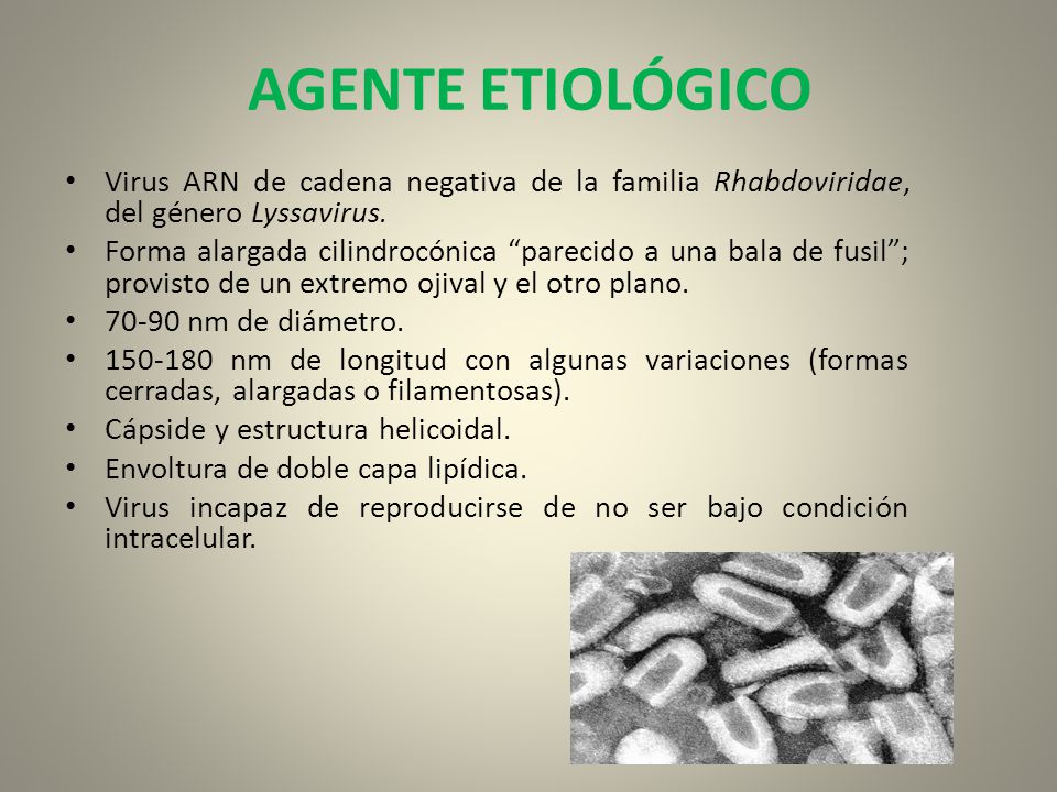 AGENTE ETIOLÓGICO Virus ARN de cadena negativa de la familia Rhabdoviridae, del género Lyssavirus.