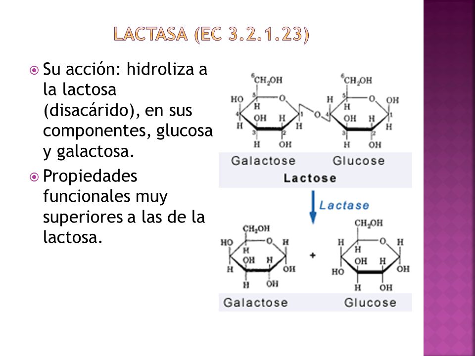 Lactasa (EC ) Su acción: hidroliza a la lactosa (disacárido), en sus componentes, glucosa y galactosa.