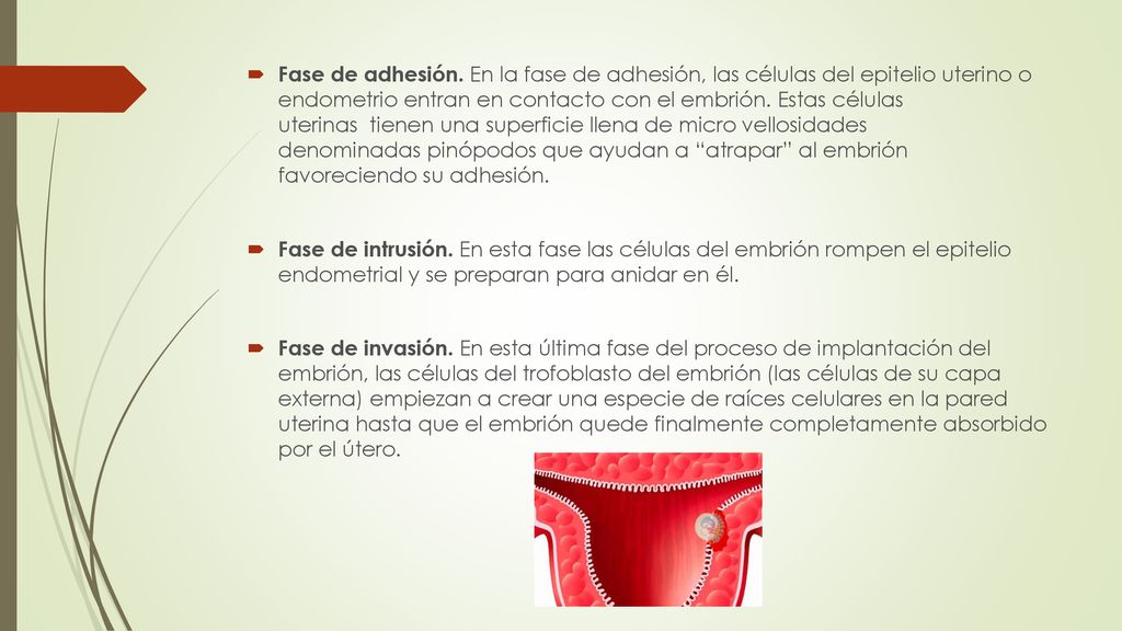 Fase de adhesión. En la fase de adhesión, las células del epitelio uterino o endometrio entran en contacto con el embrión. Estas células uterinas tienen una superficie llena de micro vellosidades denominadas pinópodos que ayudan a atrapar al embrión favoreciendo su adhesión.
