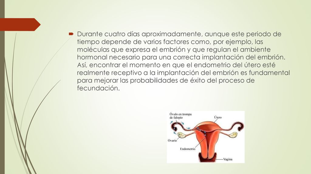 Durante cuatro días aproximadamente, aunque este periodo de tiempo depende de varios factores como, por ejemplo, las moléculas que expresa el embrión y que regulan el ambiente hormonal necesario para una correcta implantación del embrión.