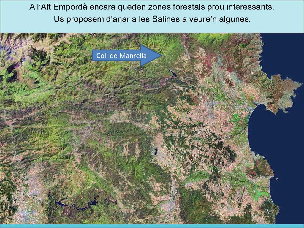 A l’Alt Empordà encara queden zones forestals prou interessants.