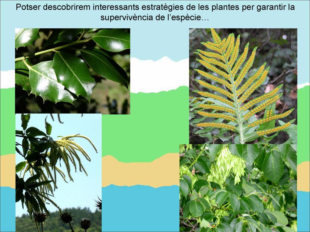 Potser descobrirem interessants estratègies de les plantes per garantir la supervivència de l’espècie…