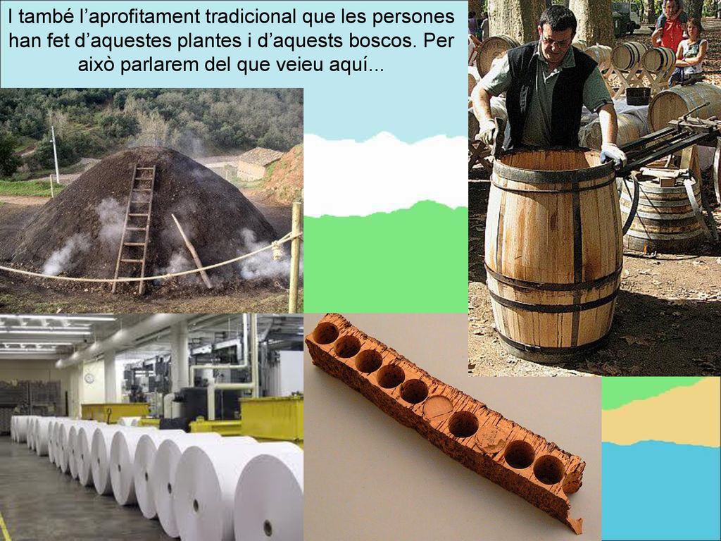 I també l’aprofitament tradicional que les persones han fet d’aquestes plantes i d’aquests boscos.