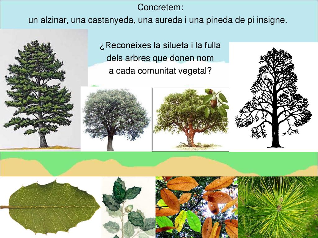 un alzinar, una castanyeda, una sureda i una pineda de pi insigne.