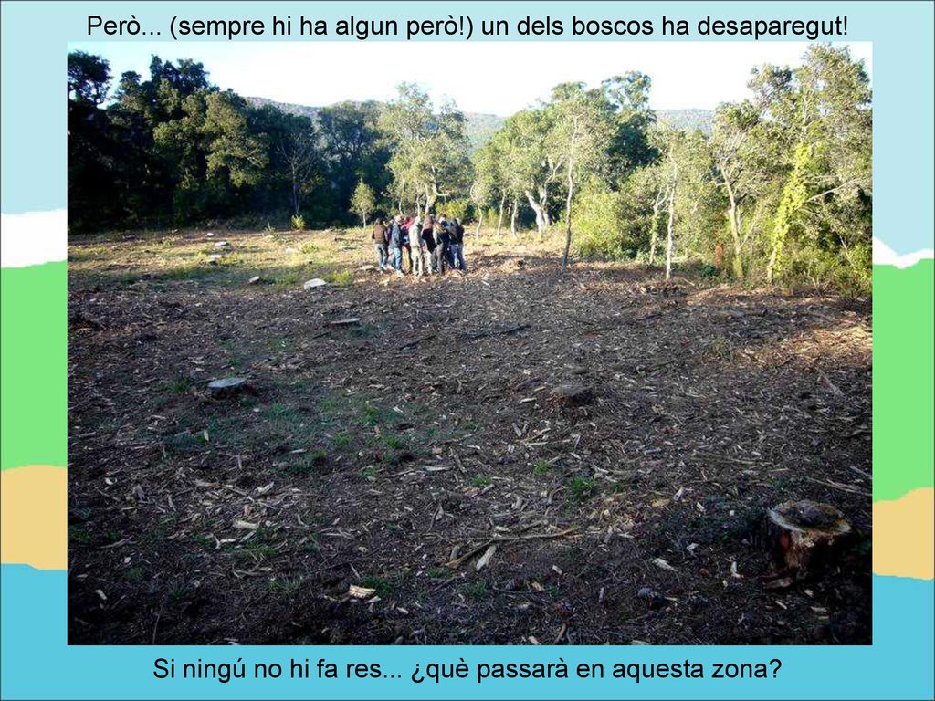 Però... (sempre hi ha algun però!) un dels boscos ha desaparegut!