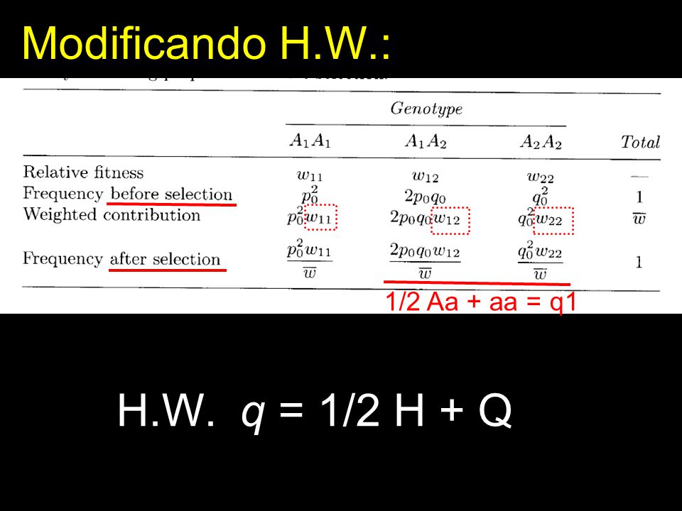 Modificando H.W.: 1/2 Aa + aa = q1 H.W. q = 1/2 H + Q
