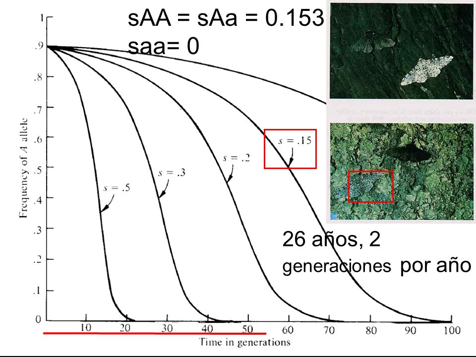 sAA = sAa = saa= 0 26 años, 2 generaciones por año