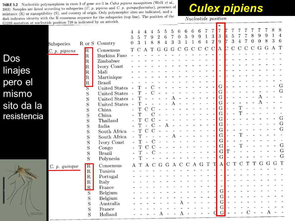 Culex pipiens Dos linajes pero el mismo sito da la resistencia