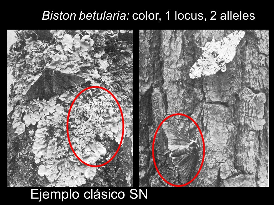 Biston betularia: color, 1 locus, 2 alleles